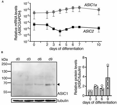 Large Acid-Evoked Currents, Mediated by ASIC1a, Accompany Differentiation in Human Dopaminergic Neurons